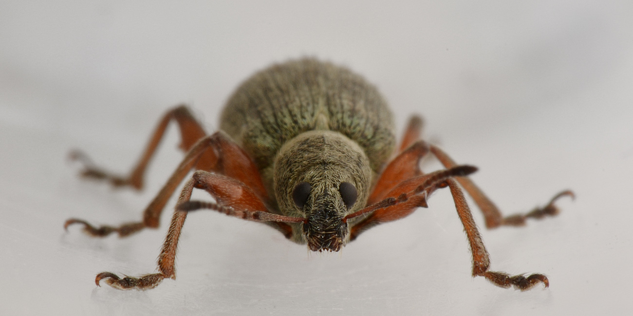 Curculionidae: Phyllobius glaucus?  S !